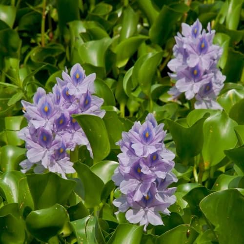 Water Hyacinth Floating Pond Plants Live Aquatic Plant Great for Koi Ponds Flowering and Fast Growing Hyacinths Cannot Ship to Some States (3)