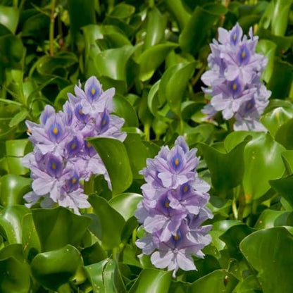 Water Hyacinth Floating Pond Plants Live Aquatic Plant Great for Koi Ponds Flowering and Fast Growing Hyacinths Cannot Ship to Some States (3)