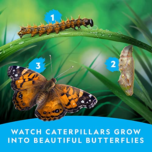 National Geographic Butterfly Growing Kit - Butterfly Habitat Kit with Voucher to Redeem 5 Caterpillars (S&H Not Included), Butterfly Cage, Feeder (Amazon Exclusive) - style: Starter Butterfly Kit