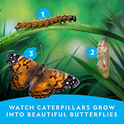 National Geographic Butterfly Growing Kit - Butterfly Habitat Kit with Voucher to Redeem 5 Caterpillars (S&H Not Included), Butterfly Cage, Feeder (Amazon Exclusive) - style: Starter Butterfly Kit