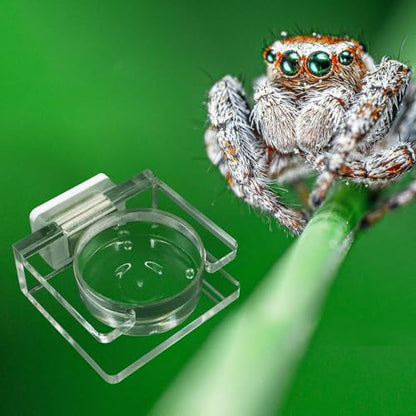 Jumping Spider Feeding Dish, Transparent Acrylic Magnetic Tiny Tarantula Food Bowl Water Dish, Enclosure Feeder Accessories for Jumping Spider Tarantula Small Spider - 2 × 1.8 Inch - size: 1 Pack