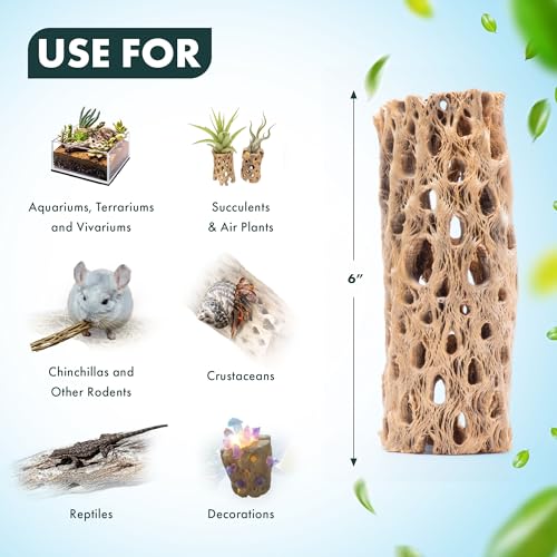 Natural Cholla Wood - Driftwood for Aquariums, Air Plant Base, Hermit Crab and Freshwater Shrimp Hideout, Fish Tank Decoration, Chinchilla Chews, Reptile Habitat Wood - 6 Inch, 3pc - size: 6 Inch, 3pc