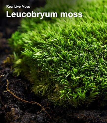 Live Moss 3-Pack for Reptile Enclosures & Terrariums,Fresh Reptiles Substrate | Mixed Varieties, Moisture-Holding Layer, Humid Hide Accent, Forest-Floor Look, Easy to Trim, For Geckos, Turtles, Snakes