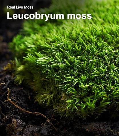 Live Moss 3-Pack for Reptile Enclosures & Terrariums,Fresh Reptiles Substrate | Mixed Varieties, Moisture-Holding Layer, Humid Hide Accent, Forest-Floor Look, Easy to Trim, For Geckos, Turtles, Snakes