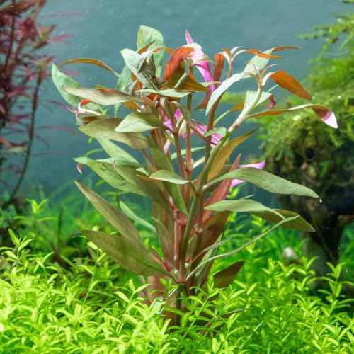 Live Plant - Alternanthera Reineckii 'Mini' Red Stem Tissue Culture Aquatic Live Aquarium Plant - 100% Snail Free in Vitro Cup (AR Mini) - color: Alternanthera Reineckii 'Mini' Red Stem