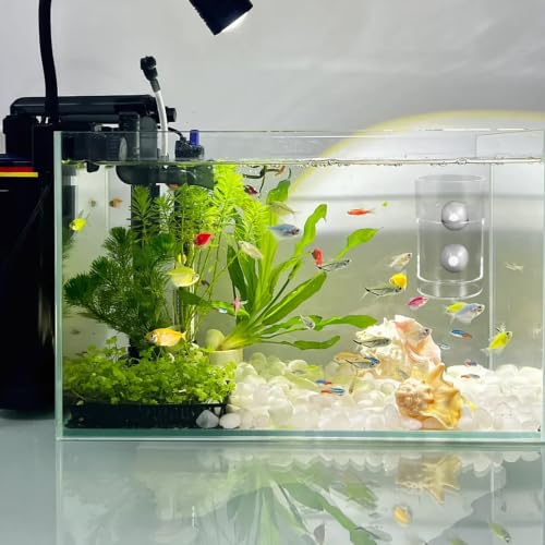 HEMOTON Fish Feeding Cup with Suction Cups Aquarium Feeding Ring Fish Food Holder Tube Round Sinking Feeder Tool Suitable for Aquarium Supplies