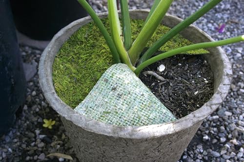 SuperMoss (26305) Moss Soil Topper | Preserved Green Mountain Moss with Mesh Backing | Indoor Plant Soil Cover for Flowerpots, Orchid Pots, Terrariums, and Craft Décor, 8” Set of 3, Green