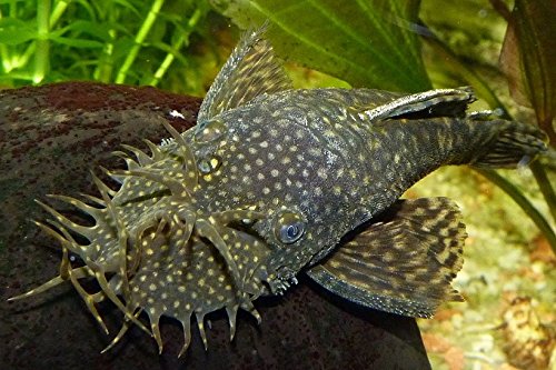 WorldwideTropicals Live Freshwater Aquarium Fish - 4" Bushynose Pleco Fish - 4" Bushynose Pleco (LDA 72) - by Live Tropical Fish - Great For Aquariums - Populate Your Fish Tank!