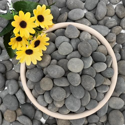 NUPICK 6lb Mexican Beach Pebbles, 1" Black River Rocks for Landscaping | Smooth Garden Rocks for Outdoor Paving, Natural Black Pebbles for Plants, Decorative Stones for Planters, Fish Tank, Fountain - color: Gray, size: 1", 6lb