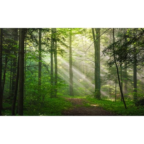 Sunrise Forest Aquarium Background Majestic Misty Morning Green Forests Fish Tank Background Scenic Tranquil Foggy Woodland Terrarium Backgrounds Green Meadow Plants Reptile Tank Backgrounds 24x12in - color: Grey_Green, size: 24(W)x12(H)in