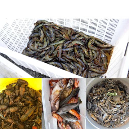 32in x 10in Folded Fishing Bait Trap, 10 Holes 10 Sides Foldable Fishing Nets for Fish/Crab/Shrimp/Crawdad, Upgrade Large Space,Bait Bag/Bait Box/Rope/Storage Bag