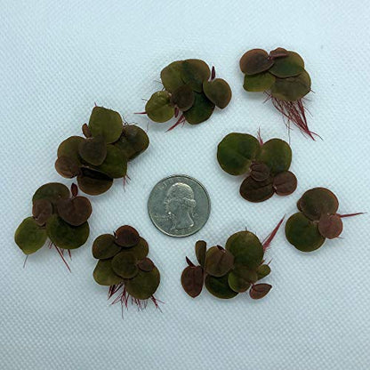 60+ Leaves Red Root Floaters Live Floating Plants for Aquarium (Phyllanthus Fluitans)…
