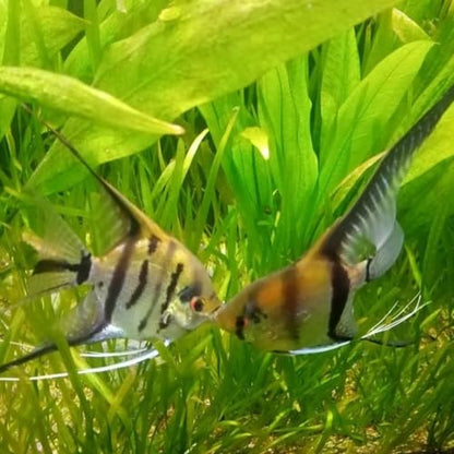 5X Amazon Sword Echinodorus Bleheri Bundle Aquarium Live Plant for Fish Tank Decoration