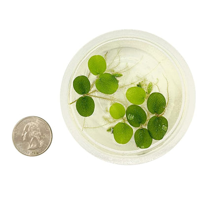 Water Spangle, Salvinia Minima, Live Aquarium/Aquatic/Freshwater/Floating/Pond Plant/Planted Tank/Aquascaping/Paludarium by Aquarium Plant Center (24 Plants, 120+ Leaves) - style: 24 Plants, 120+ Leaves