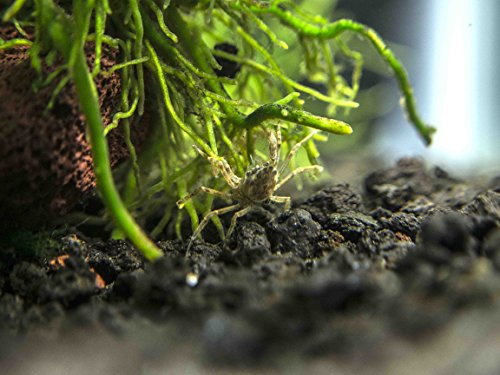 Aquatic Arts 20 Live Freshwater Micro Crabs (Limnopilos naiyanetri) Real Living Nano Tank Pet | Compatible with Dwarf Shrimp and Many Aquarium Fish - style: 20-CRABS