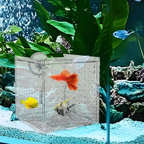 Fish Breeder Box Acrylic Fish Separator for Aquarium | Stable Container Breeding Holder Hatchery Incubator for Nursery Egg Fry Shrimp Betta Angelfish Acclimation