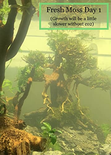 Christmas Moss Vesicularia Montagnei Live Freshwater Aquarium Plants Buy 2 Get 1
