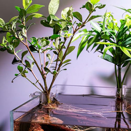 Aquarium Plant Holder, 6Pcs Hanging Aquaponic Plants Holder Plant Clips for Fish Tank - color: S