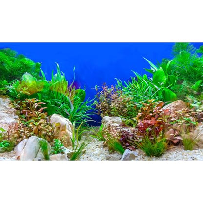 Underwater Green Aquatic Plants Aquarium Background Undersea Grass Rock Stone Sandbed Bottom Fish Tank Background Green Purple Seagrass On Blue Backgrounds Aquarium Reptile Tank Wallpaper 24x16in - size: 24(W)x16(H)inches/ 60(W)*40cm(H)