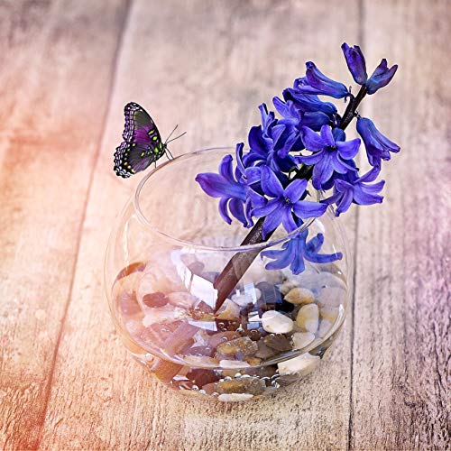 WGV Bowl Glass Vase, Diameter 8", Height 6.5", Open Width 3.75", (Multiple Sizes Choices) Clear Bubble Planter Terrarium Fish Bowl for Wedding Event Home Decor, 1 Piece (VBW0008) - size: 8"D 1 Piece