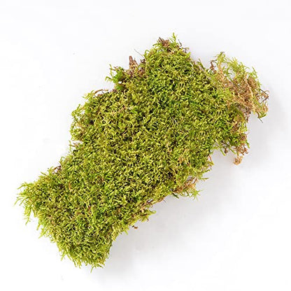 Mosser Lee ML0460 Natural Green Sheet Moss – 325 sq. in. – Organic Decorative Moss for Terrariums, Planters, Crafts & Moisture Retention - style: 325 Sqaure Inch