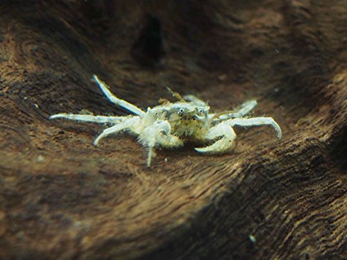 Aquatic Arts 20 Live Freshwater Micro Crabs (Limnopilos naiyanetri) Real Living Nano Tank Pet | Compatible with Dwarf Shrimp and Many Aquarium Fish - style: 20-CRABS