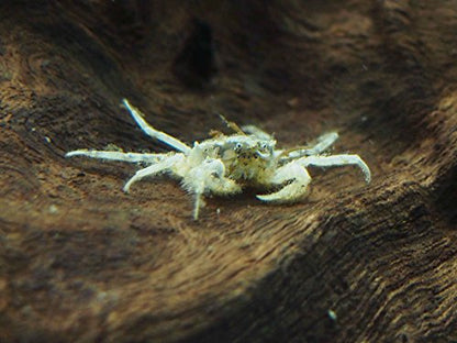 Aquatic Arts 20 Live Freshwater Micro Crabs (Limnopilos naiyanetri) Real Living Nano Tank Pet | Compatible with Dwarf Shrimp and Many Aquarium Fish - style: 20-CRABS