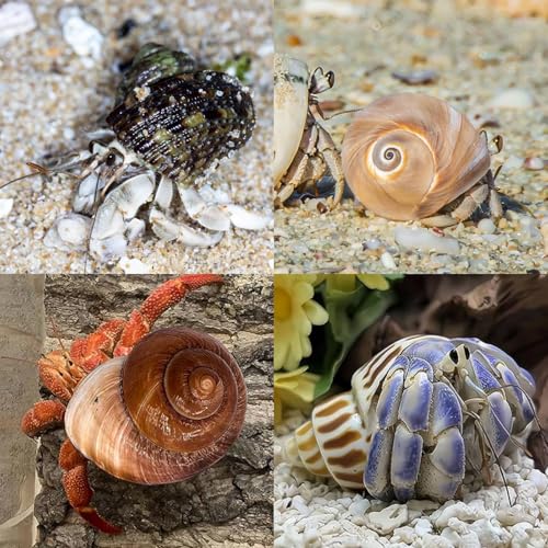 12PCS Hermit Crab Shells 1.6"-3.2", Growth Turbo Seashells | Natural Sea Conch Shell for Small to Medium to Large Crabs, Saltwater Hermit Crab Accessories and Sea Shells for Beach Decor