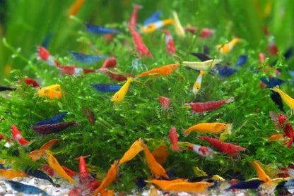 SF Aquatic™ 10 Mix Neocaridina High Grade Neocaridina Live Freshwater Aquarium Shrimps. Fully Mature Breeding Age. Live Arrival Guarantee. - color: Mix Color Neocaridina, size: 10 Shrimps