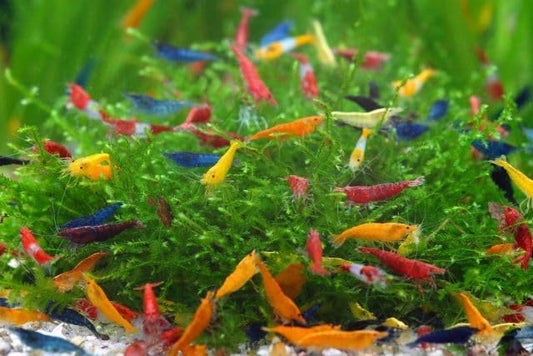 SF Aquatic™ 10 Mix Neocaridina High Grade Neocaridina Live Freshwater Aquarium Shrimps. Fully Mature Breeding Age. Live Arrival Guarantee. - color: Mix Color Neocaridina, size: 10 Shrimps