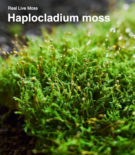 Live Moss 3-Pack for Reptile Enclosures & Terrariums,Fresh Reptiles Substrate | Mixed Varieties, Moisture-Holding Layer, Humid Hide Accent, Forest-Floor Look, Easy to Trim, For Geckos, Turtles, Snakes