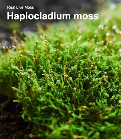 Live Moss 3-Pack for Reptile Enclosures & Terrariums,Fresh Reptiles Substrate | Mixed Varieties, Moisture-Holding Layer, Humid Hide Accent, Forest-Floor Look, Easy to Trim, For Geckos, Turtles, Snakes
