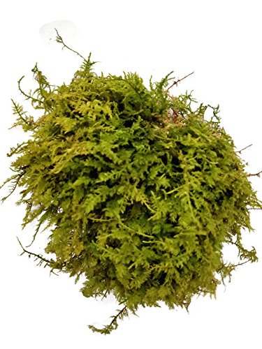 Live Terrarium Moss Assortment