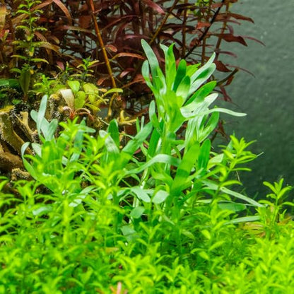 Live Plant - Heteranthera zosterifolia - Midground to Background Stem with Fast Growth, Snail-Free in Vitro Aquarium Plant - Tissue Culture - color: Heteranthera Zosterifolia