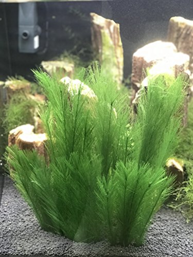 Aquarium Decorations 5Pcs Fish Tank Artificial Green Water Plants Made of Silk Fabrics Plastic - color: 11" * 5 Pcs, Green