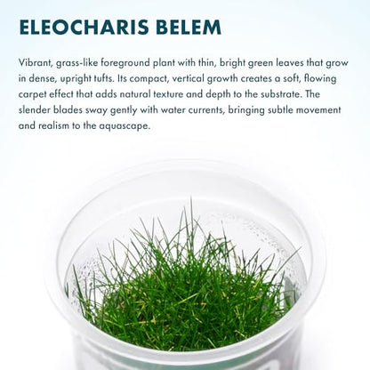 Live Plant - Dwarf Hairgrass Eleocharis Belem Tissue Culture Aquatic Live Aquarium Plant - 100% Snail Free in Vitro Cup (Dwarf Hairgrass) - color: Dwarf Hairgrass Eleocharis Belem