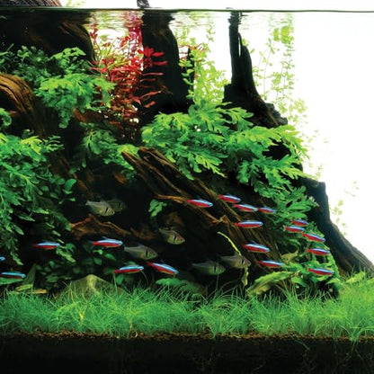 Ultum Nature Systems Driftwood - Amazon Drift Wood for Fish Tank, Planted Tank, Terriarium, Paludarium - Versatile Natural Driftwood Decor, Events Wood Centerpiece - Amazon Wood, Medium (9-16") - size: 9-16" 1-Pack