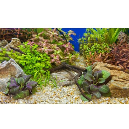 Aquarium Background Various Underwater Grass Plants Pebble Aquarium Backdrop Vivid and Fresh Green Aquatic Plants Stone River Bed and Dead Wood Purple Leaves Tank Background Vinyl 24x12in - color: Rock Brown, size: 24(W)x12(H)inches/ 60(W)*30cm(H)