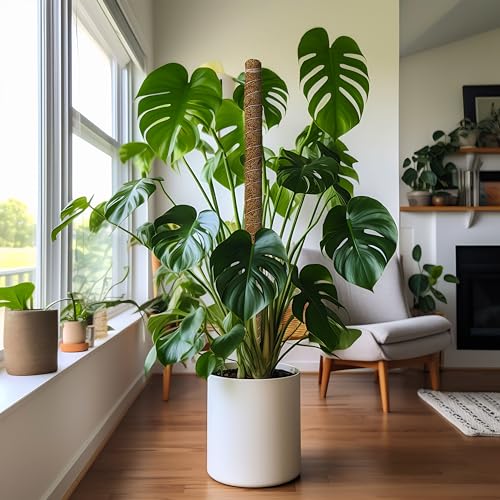 EcoNour 2 Pack Moss Poles for Plants – 28" Monstera Plant Support Stakes, Coir Plant Sticks for Indoor Climbing Plants, Pothos, Philodendron & Houseplants - size: 28 Inches - (2 PCS)