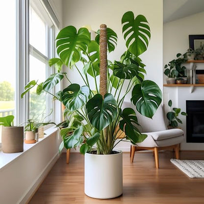EcoNour 2 Pack Moss Poles for Plants – 28" Monstera Plant Support Stakes, Coir Plant Sticks for Indoor Climbing Plants, Pothos, Philodendron & Houseplants - size: 28 Inches - (2 PCS)