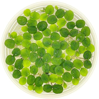 Water Spangle, Salvinia Minima, Live Aquarium/Aquatic/Freshwater/Floating/Pond Plant/Planted Tank/Aquascaping/Paludarium by Aquarium Plant Center (12 Plants, 60+ Leaves) - style: 12 Plants, 60+ Leaves