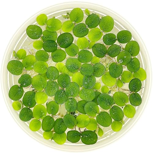 Water Spangle, Salvinia Minima, Live Aquarium/Aquatic/Freshwater/Floating/Pond Plant/Planted Tank/Aquascaping/Paludarium by Aquarium Plant Center (12 Plants, 60+ Leaves) - style: 12 Plants, 60+ Leaves