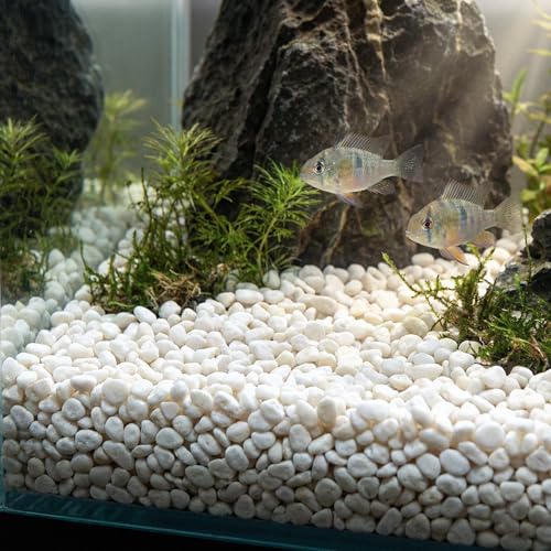 Royal Imports River Rocks, Aquarium Gravel – White 0.5"- 0.75" - 30 lbs | Decorative Ornamental Vase Filler Pebbles for Potted Plants, Terrariums, Vases, Succulents, Fish Tank Gravel, DIY & Crafting - size: Small - 30 lbs, style: White