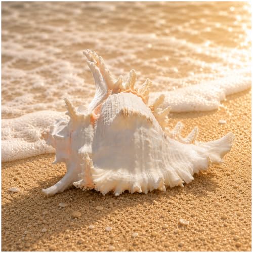 Natural Conch Shell, Real Sea Shell Decor, Large 5-6 Inch Decor | Authentic large conch shell for coastal home decor, vase fillers, weddings, parties and aquarium displays outdoor - size: 5in