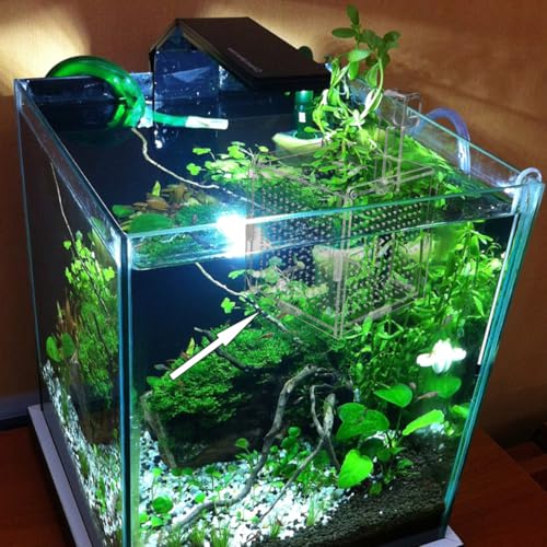 GANAZONO 1set Fish Isolation Box Cups and Hook Acrylic Fish Tank Hatching Incubator for Betta and Shrimp Prevents Design for Easy Feeding and Safe Breeding
