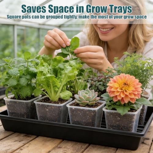 Nursery Pots 6 Inch 40 Pcs, Plastic Seed Starting Pot with Drainage Holes, Sturdy Seedling pots for Planting, Cuttings, Clear - color: Clear, size: 6 Inch-40P
