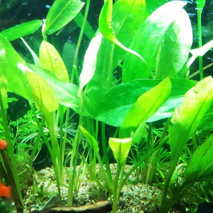 5X Amazon Sword Echinodorus Bleheri Bundle Aquarium Live Plant for Fish Tank Decoration