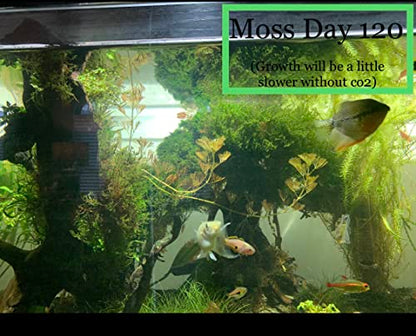 Christmas Moss Vesicularia Montagnei Live Freshwater Aquarium Plants Buy 2 Get 1