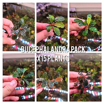 Generic Bucephalandra Live Aquarium Plant Collection - Rare Aquatic Plants for Lush Aquarium Scapes, Natural Freshwater Fish Tank Decorations, Ideal Gift for Aquarists (15 Loose Plants) - style: 15 Loose Plants