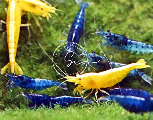 Swimming Creatures™ Premium Neocaridina Shrimp – Freshwater Aquarium Shrimp (10, Premium Mix (5 Colors)) - color: PREMIUM MIX (5 COLORS)
